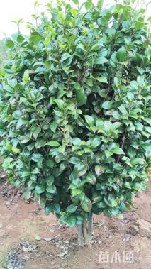 高度150厘米茶花