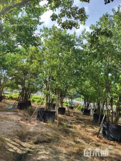 13公分丛生乌桕