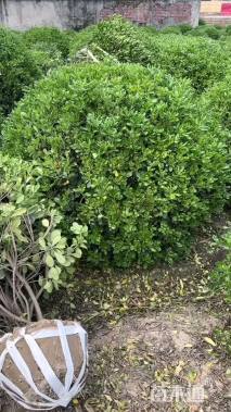 冠幅80厘米海桐球