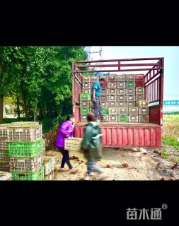 高度20厘米风车草