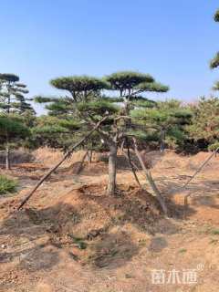 高度150厘米庭院松