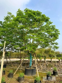 13公分紫花风铃木