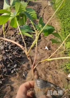 30厘米五叶地锦