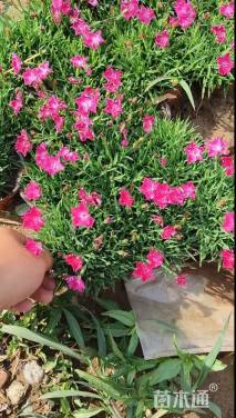 高度30厘米石竹