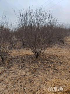 高度300厘米丛生榆叶梅