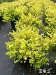 高度40厘米喷雪花