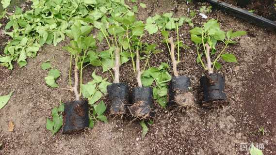 高度25厘米绿樱三角梅