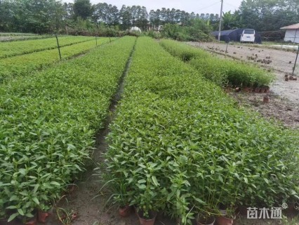 高度25厘米天蓝鼠尾草