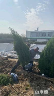 高度250厘米望都塔桧