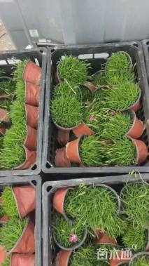 高度15厘米欧石竹