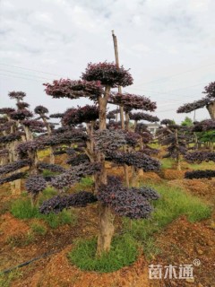 造型红花继木桩