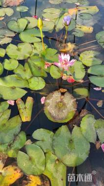 高度20厘米睡莲