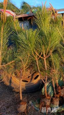 高度25厘米黑松