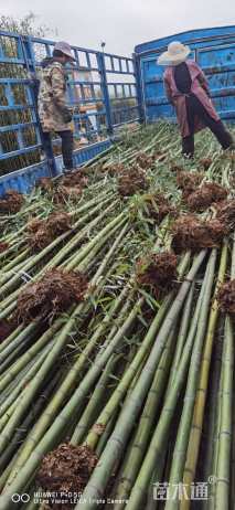 地栽苗青皮竹