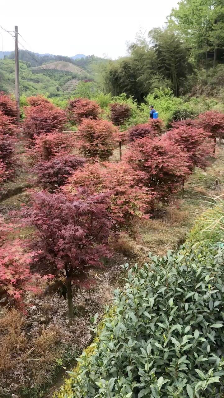 18公分日本红枫