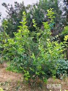 高度150厘米丛生金银木