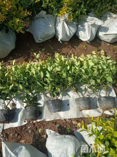 高度40厘米金森女贞