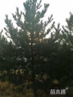 高度500厘米油松
