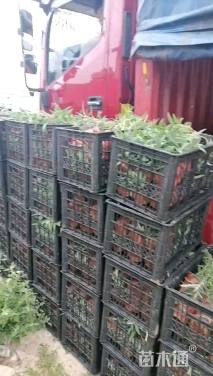 高度20厘米墨西哥鼠尾草