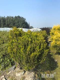 冠幅150厘米瓜子黄杨球