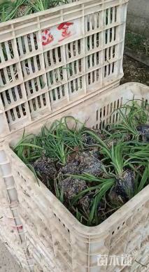 高度15厘米金娃娃萱草