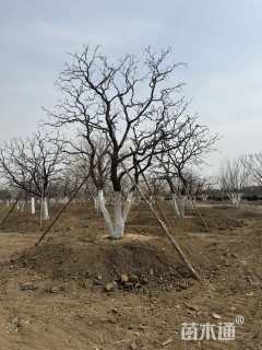 高度500厘米丛生元宝枫