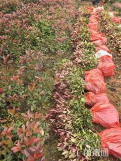 0.4公分红叶石楠