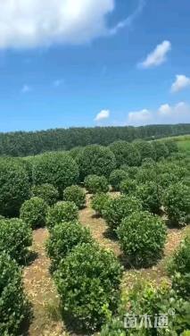 冠幅230厘米卫矛球