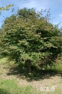 15公分日本红枫