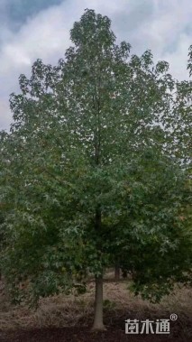 10公分北美枫香