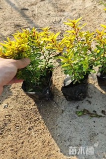 高度20厘米金叶满天星