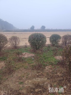 高度120厘米重瓣榆叶梅