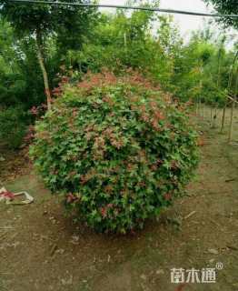 高度150厘米五角枫球