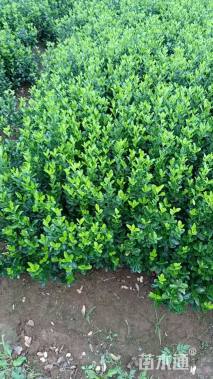 高度50厘米大叶黄杨