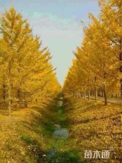 24公分银杏