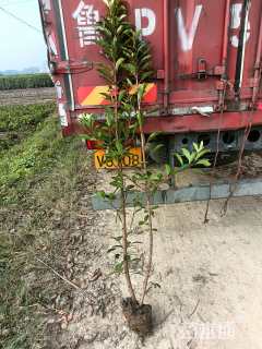 高度180厘米法国冬青