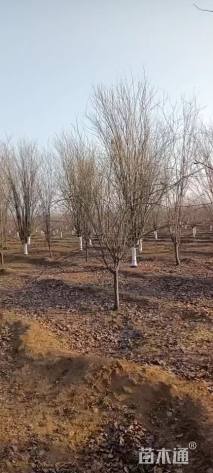 14公分西府海棠