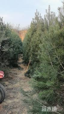 高度350厘米白皮松