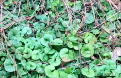 高度20厘米马蹄金