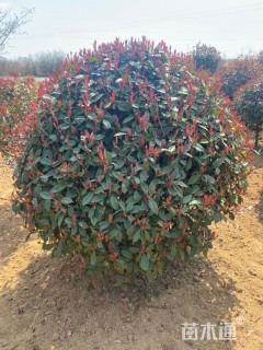 冠幅120厘米红叶石楠球