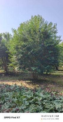 高度500厘米丛生大叶女贞