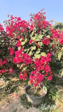 高度180厘米三角梅