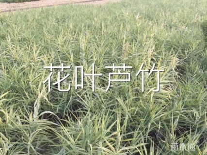 高度60厘米花叶芦竹