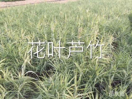 60厘米花叶芦竹