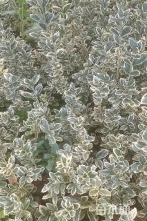 高度30厘米金边黄杨