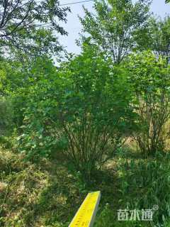 高度140厘米丛生紫丁香