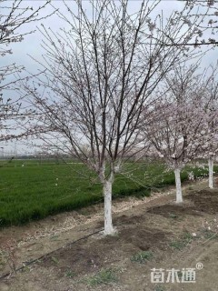 13公分染井吉野樱