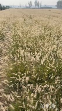 高度45厘米小兔子狼尾草