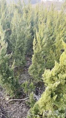 高度150厘米龙柏