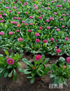 高度20厘米雏菊